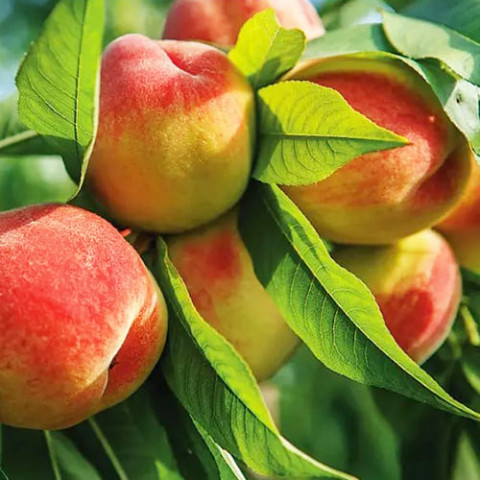 Персик Вайн Голд (Большие плоды) фото