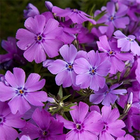 Флокс Early Spring Purple фото