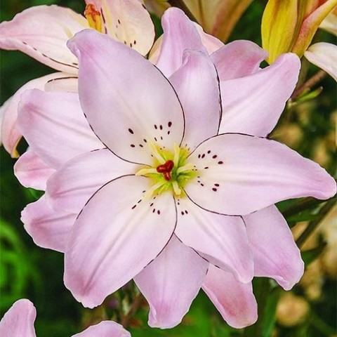 Лилия Spring Pink фото