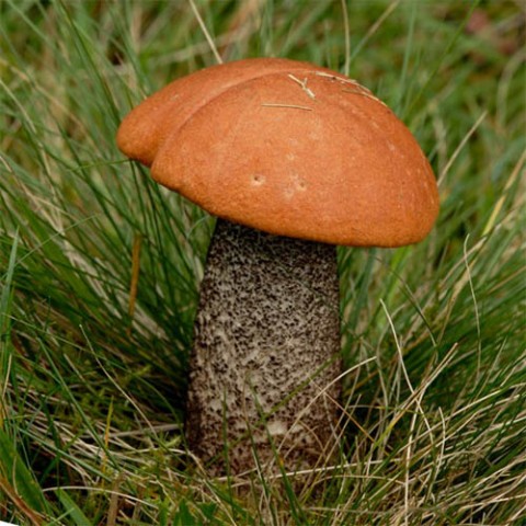 Мицелий грибов Подосиновик, субстрат фото