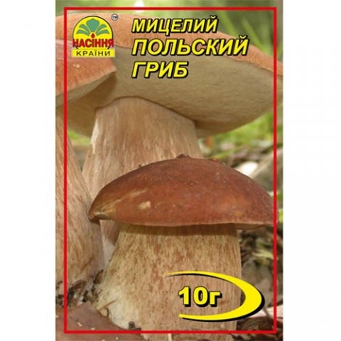 Польский гриб фото