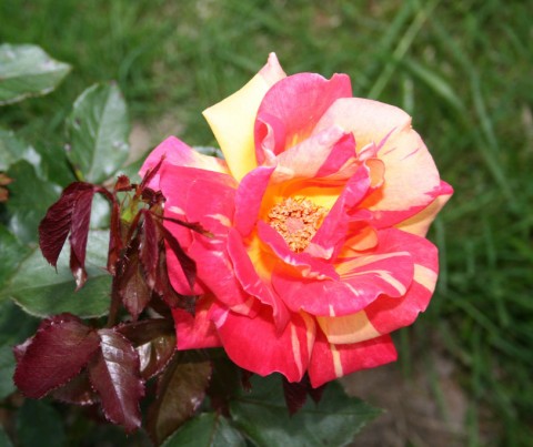 Роза Caribia фото