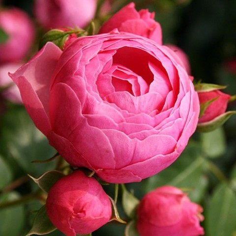 Роза Pomponella (Махровый цветок) фото