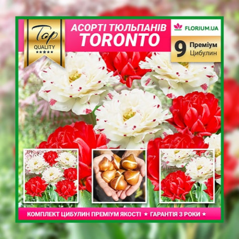 Премиум Микс тюльпанов Торонто (брендовый пакет) фото