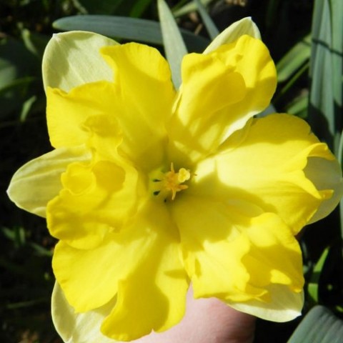 Нарцисс Pretty in Yellow фото