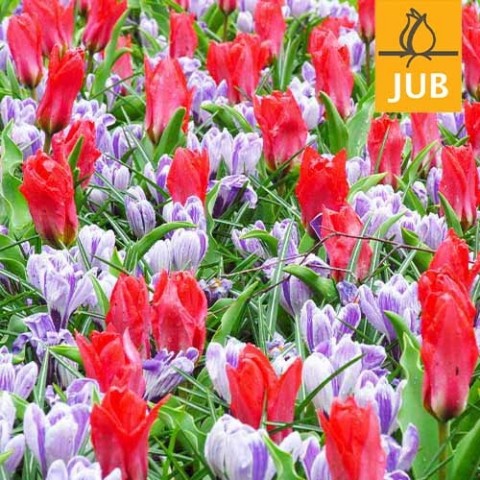 Микс ландшафтный Promise of Spring (Брендовые луковицы Jub Holland) фото