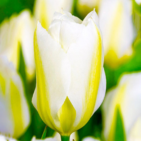 Тюльпан White Emperor (Purissima) 10 шт/уп фото