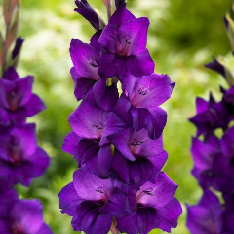 Гладиолус Purple Flora 50 шт/уп фото