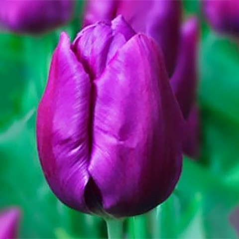 Тюльпан Purple Purissima фото
