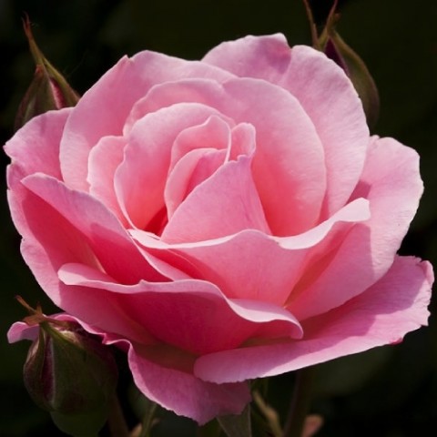 Роза Queen of England фото