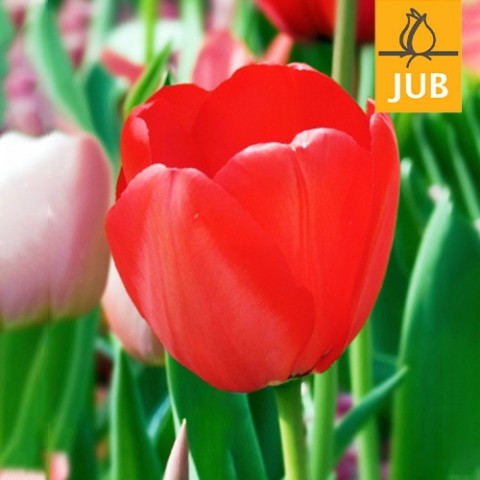Тюльпан Red Impression (Брендовые луковицы Jub Holland) фото