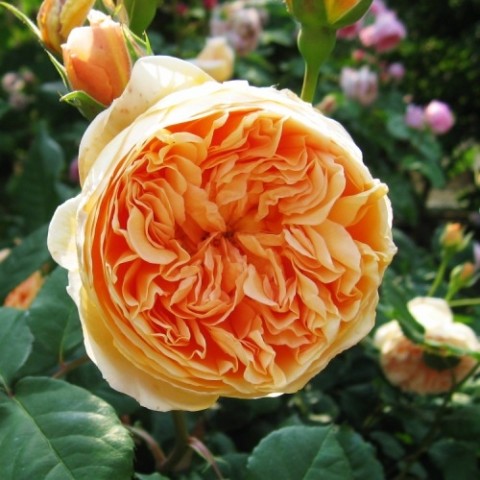 Роза Crown Princess Margareta фото