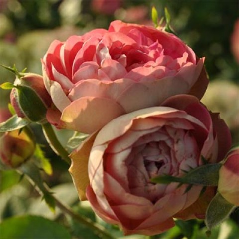 Роза Acropolis фото