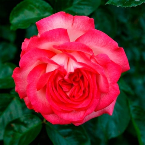 Роза плетистая Antike 89 фото