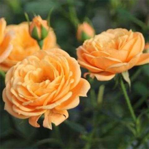Роза Apricot Clementine фото