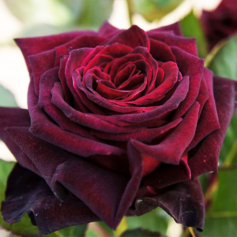 Роза штамбовая Black Baccara фото