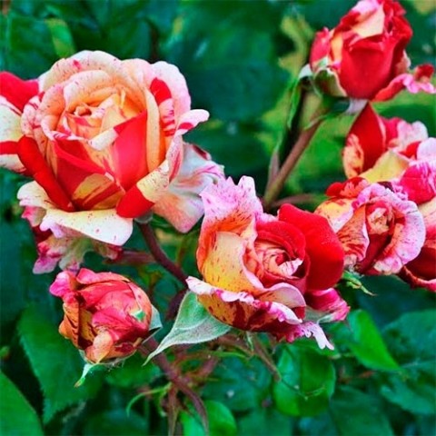 Роза Broceliande фото