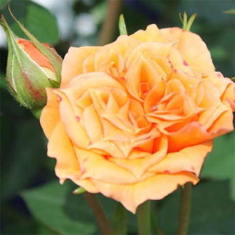 Роза бордюрная Clementine фото