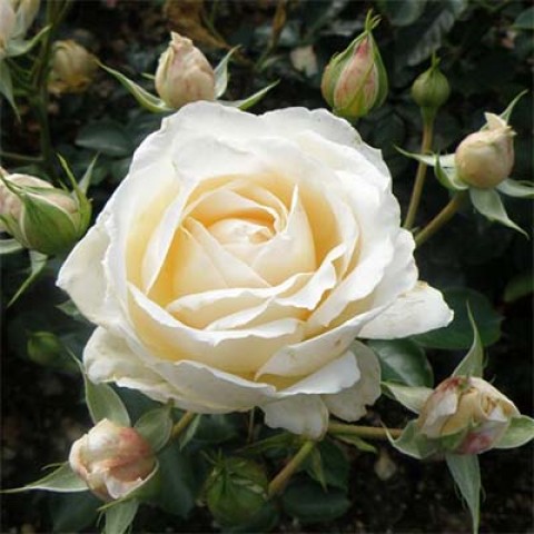 Роза Cream Abundance фото
