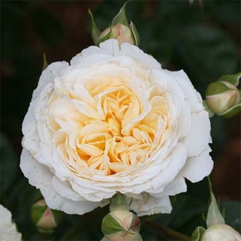Роза Cream Abundance фото