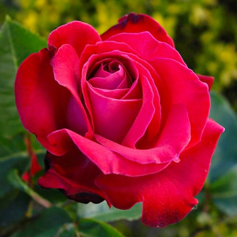 Роза Dame de Coeur фото