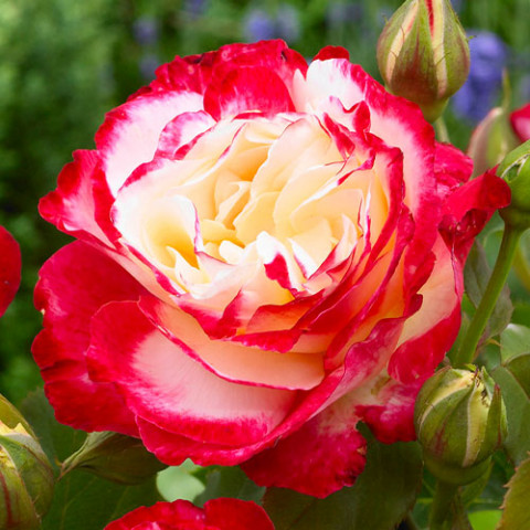 Роза Double Delight фото