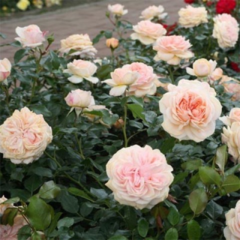 Роза Garden of Roses фото