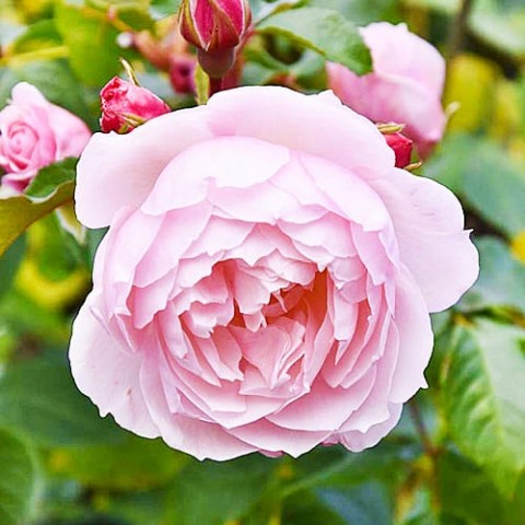 Роза Generous Gardener фото