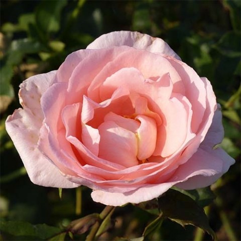 Роза Glendore фото