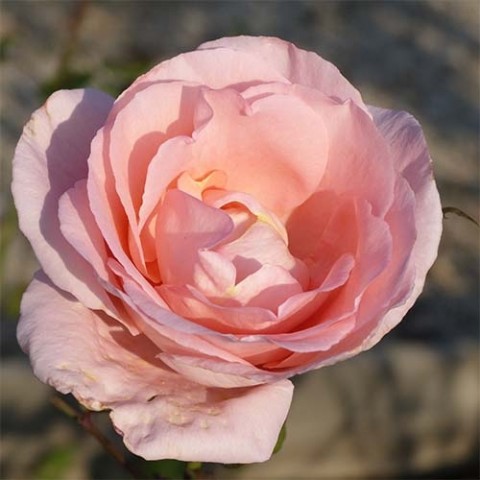 Роза Glendore фото