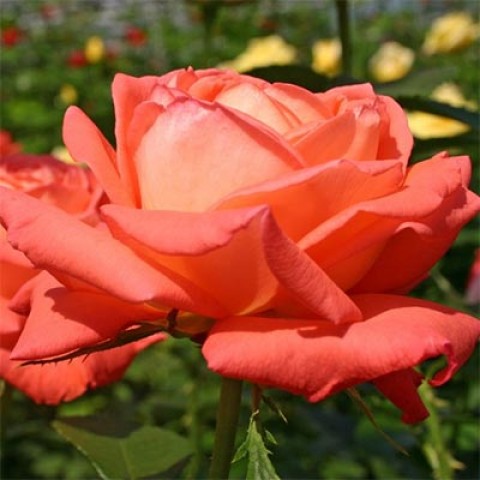Роза Köningin der Rosen фото