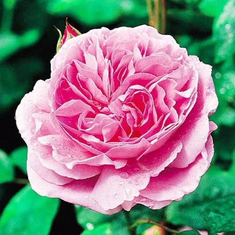Роза Mary Rose фото