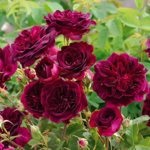 Роза штамбовая Munstead Wood фото