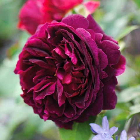 Роза штамбовая Munstead Wood фото