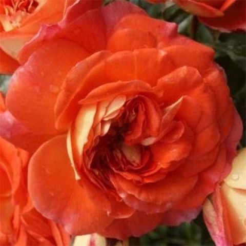 Роза Orange Fairy фото