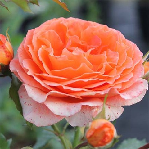 Роза Orange Meilove фото