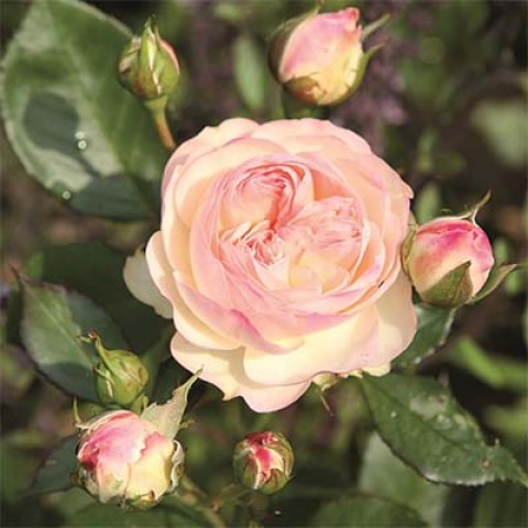 Роза Pastella фото