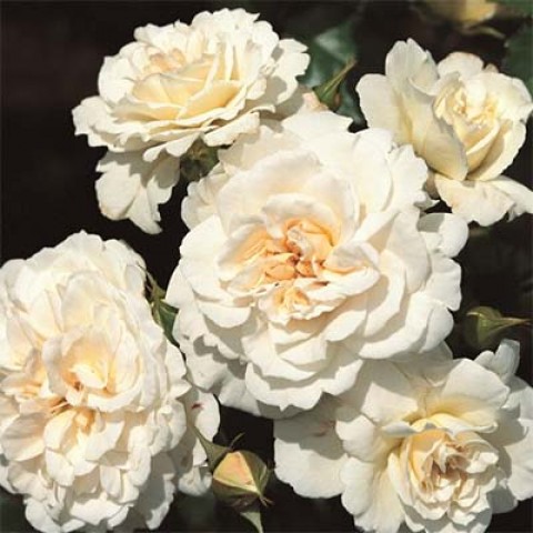 Роза Petticoat фото