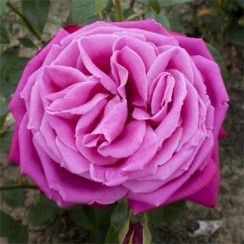 Роза Senteur Royale фото