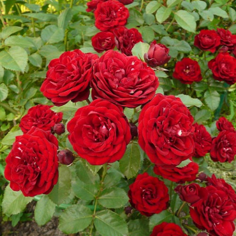 Роза бордюрная Tamango фото