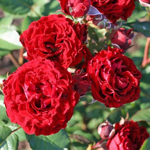 Роза бордюрная Tamango фото