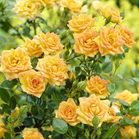 Роза Yellow Fairy фото