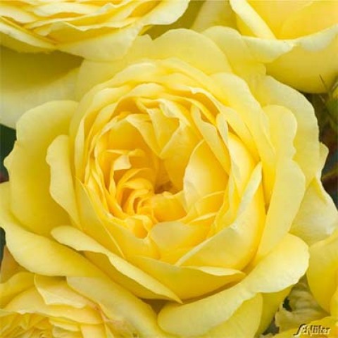 Роза Yellow Meilove фото