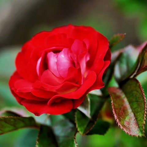 Роза Rose der Einheit фото