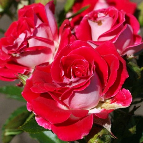 Роза бордюрная Ruby Star фото
