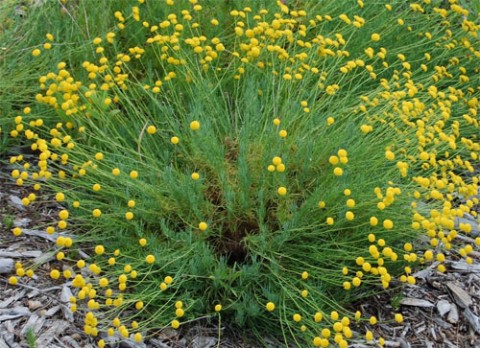 Сантолина Rosmarinifolia (рассада) фото