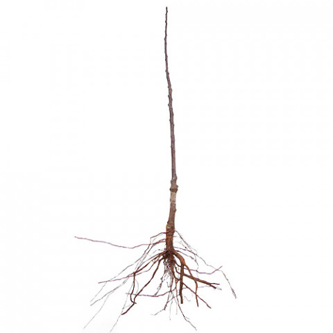 Нектарин колоновидный Рубис (Компактная крона) фото