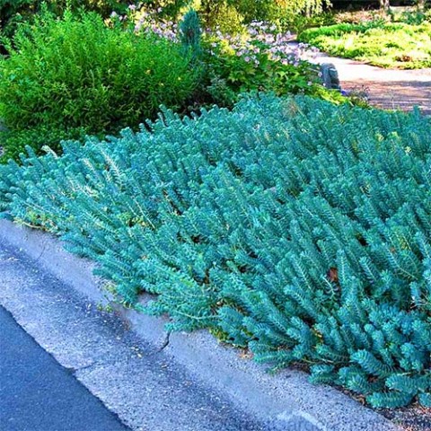Седум Blue Spruce фото
