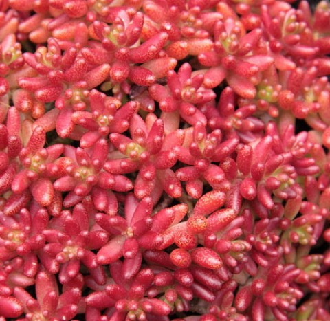 Седум Coral Carpet фото