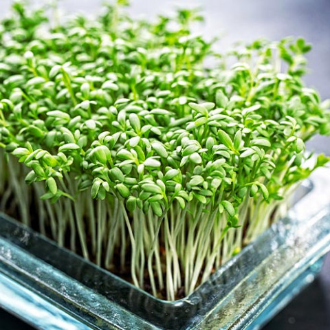 Семена микрозелени Кресс салата фото